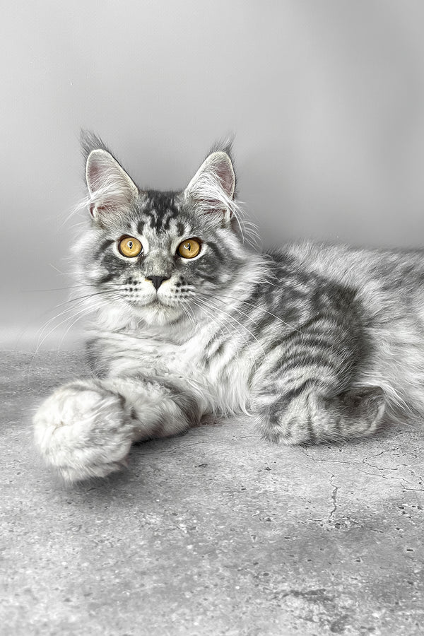 Wesley | Maine Coon Kitten