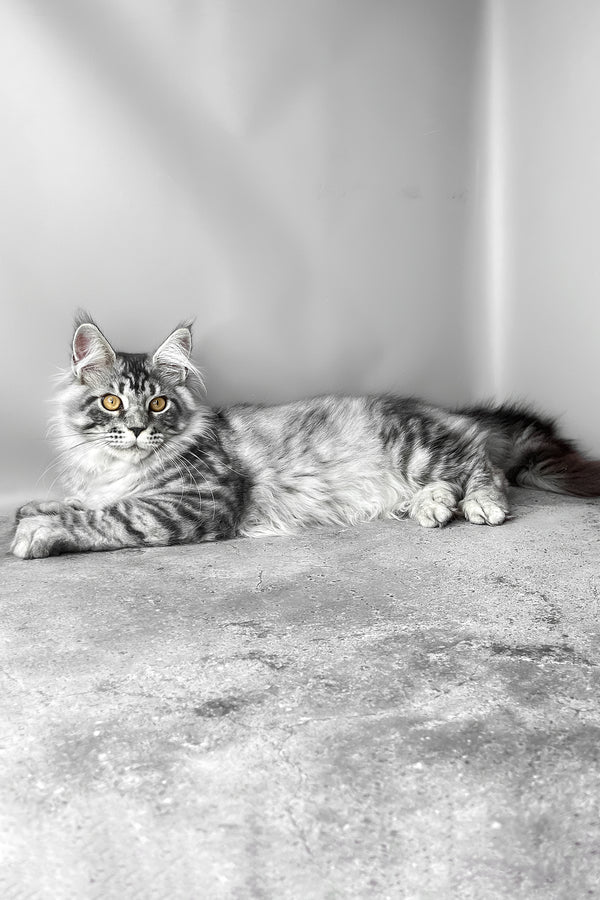 Wesley | Maine Coon Kitten