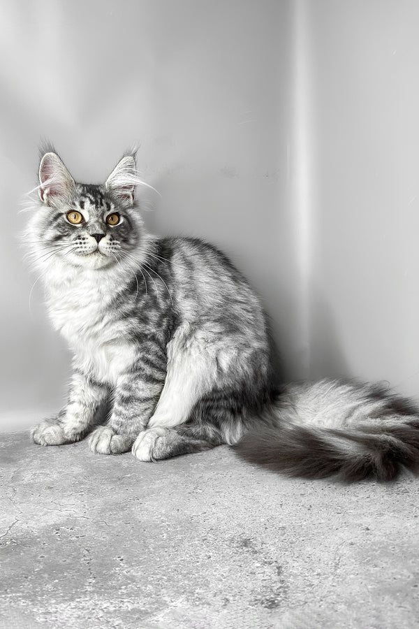 Wesley | Maine Coon Kitten