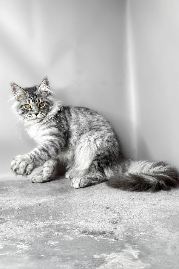 Wesley | Maine Coon Kitten