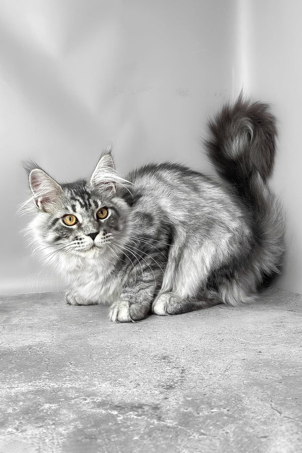 Wesley | Maine Coon Kitten