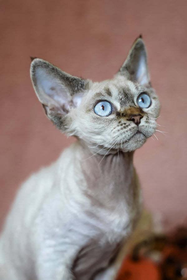Whiskey | Devon Rex Kitten