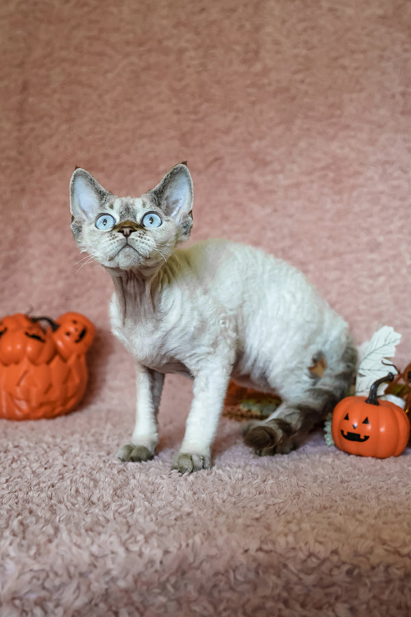 Whiskey | Devon Rex Kitten