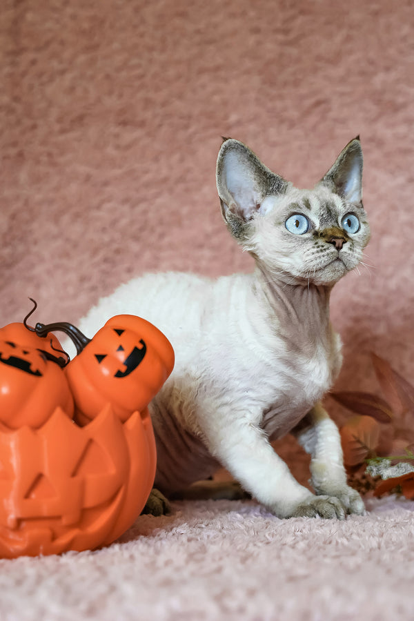 Whiskey | Devon Rex Kitten