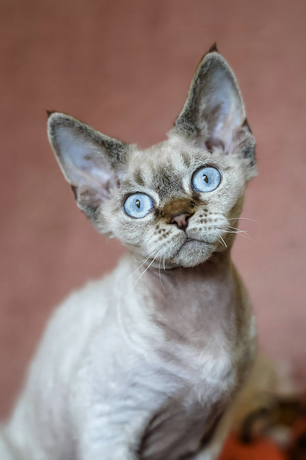 Whiskey | Devon Rex Kitten