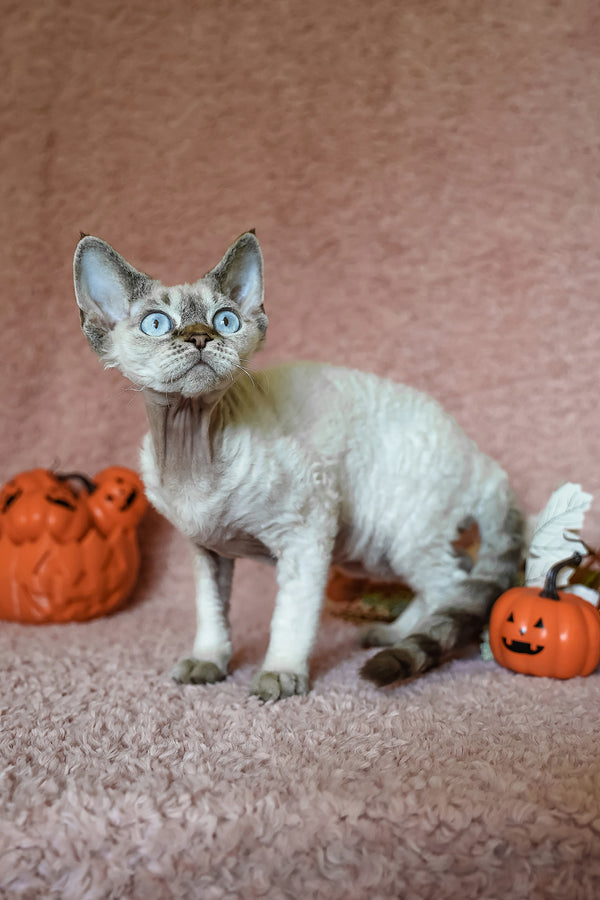Whiskey | Devon Rex Kitten