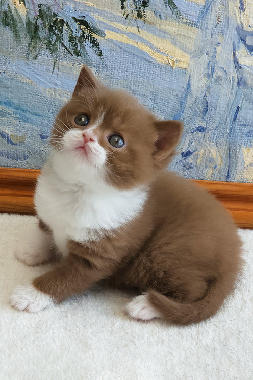 Whiskey | British Shorthair Kitten