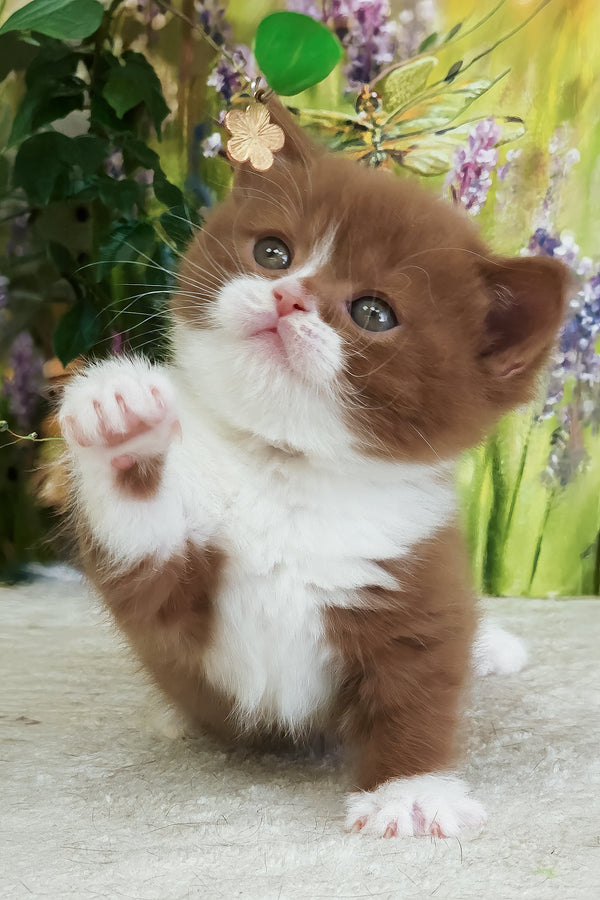 Whiskey | British Shorthair Kitten