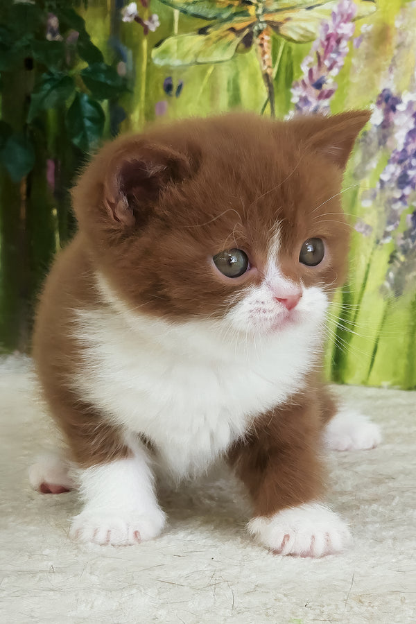Whiskey | British Shorthair Kitten
