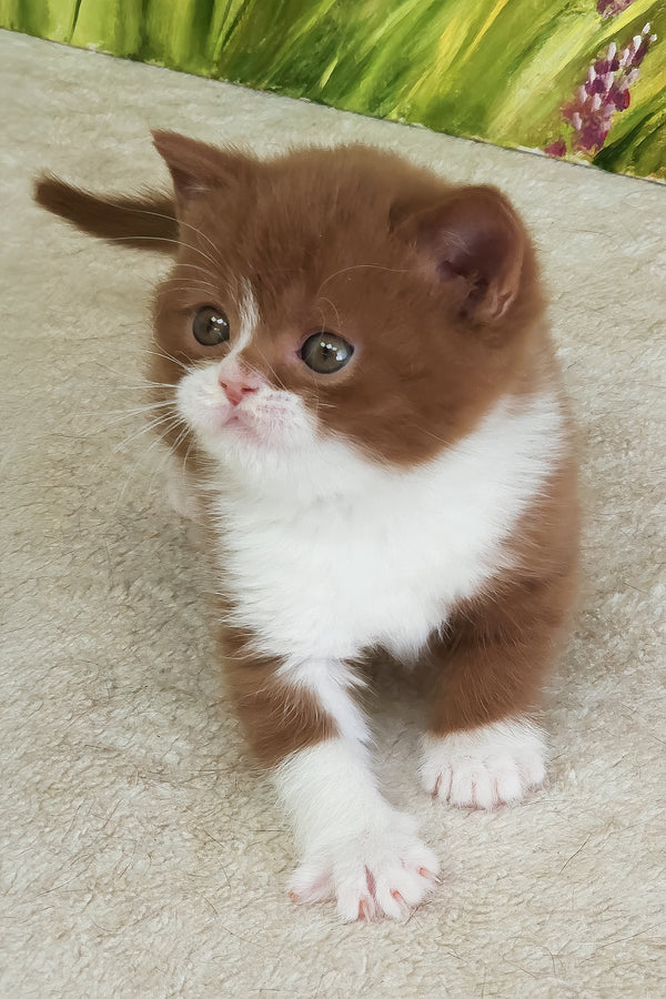 Whiskey | British Shorthair Kitten
