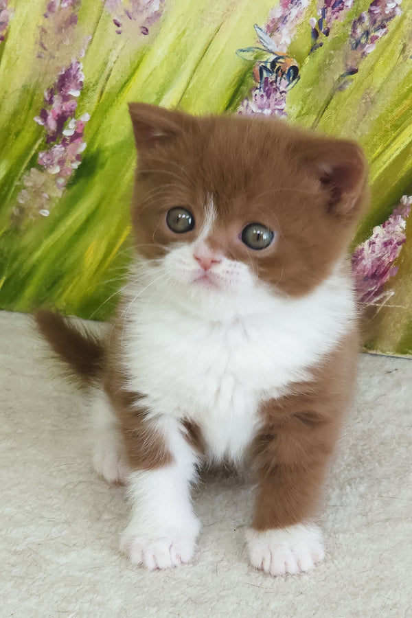 Whiskey | British Shorthair Kitten