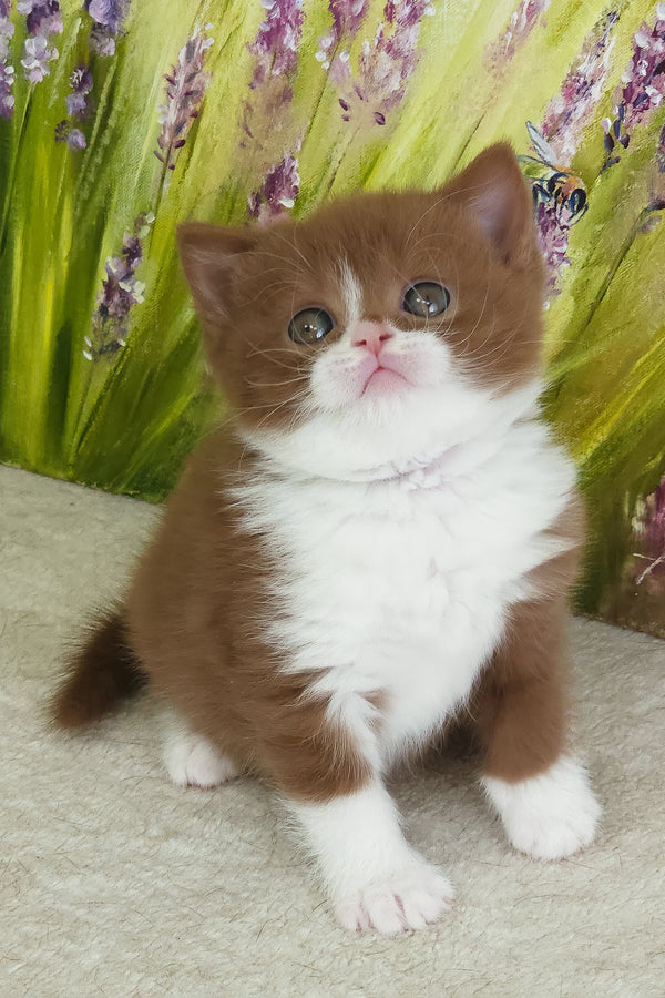 Whiskey | British Shorthair Kitten