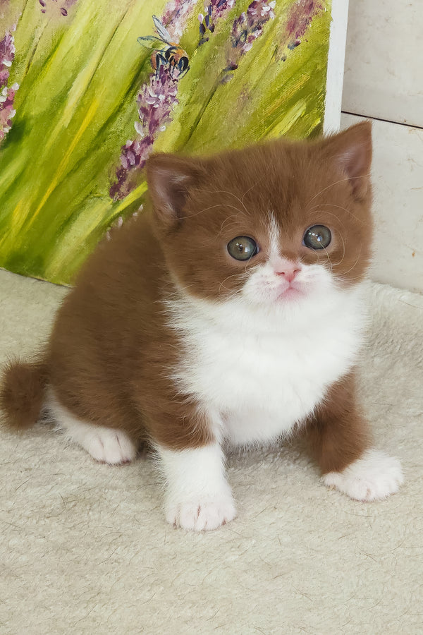 Whiskey | British Shorthair Kitten