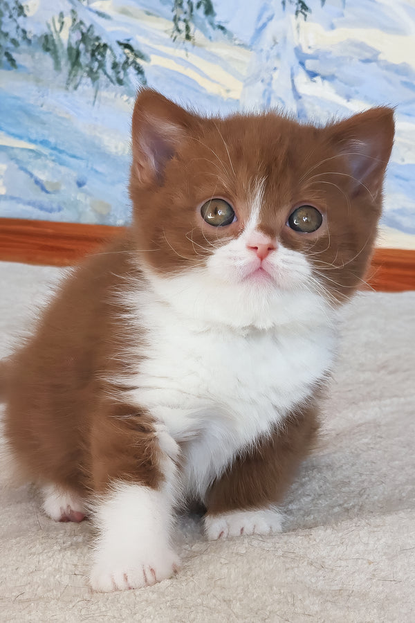 Whiskey | British Shorthair Kitten