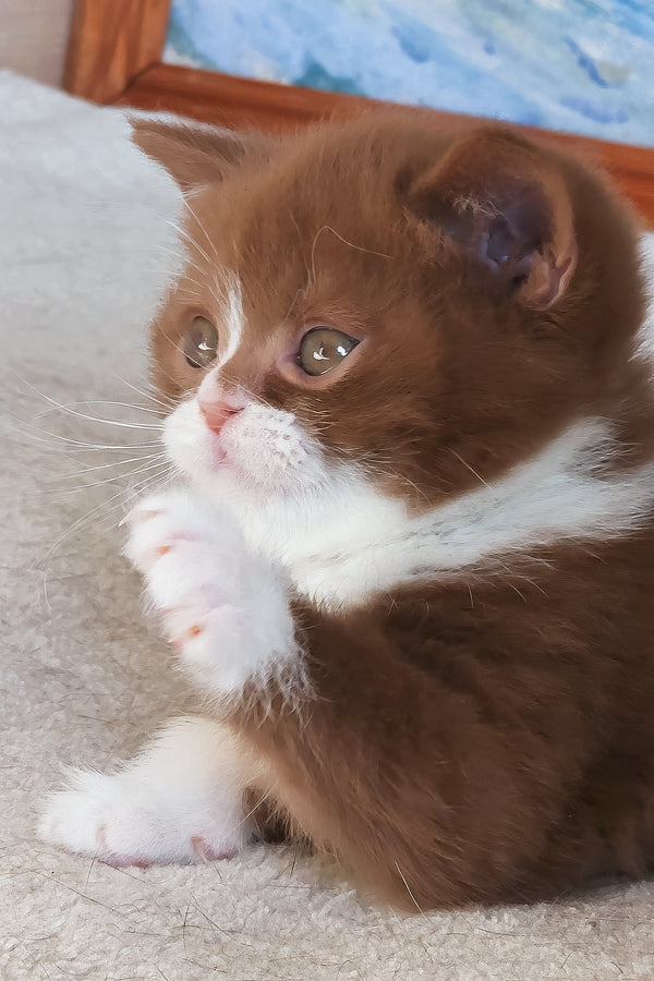 Whiskey | British Shorthair Kitten