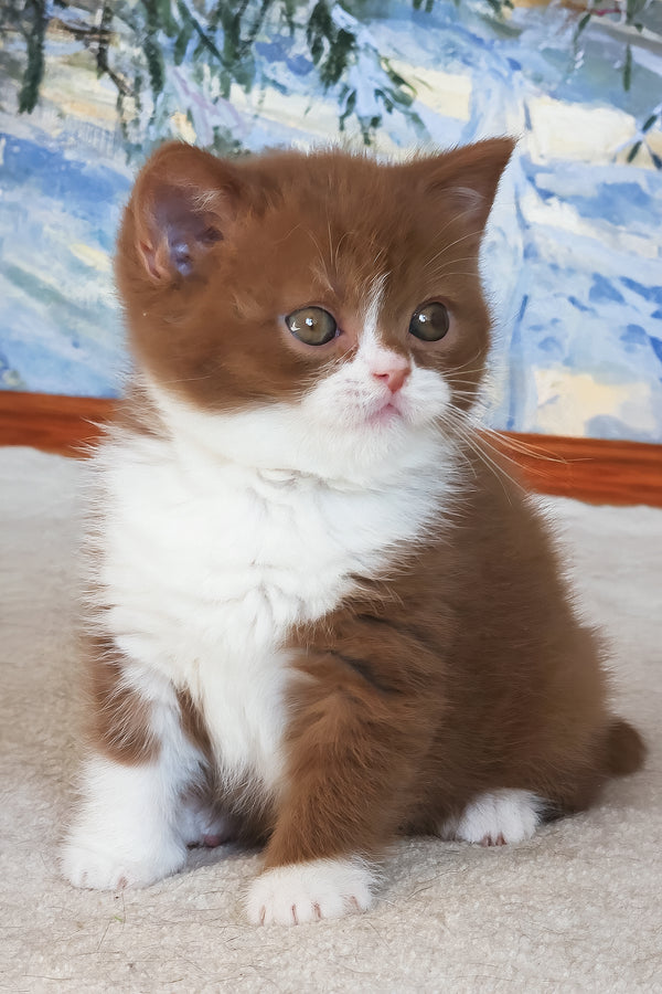Whiskey | British Shorthair Kitten