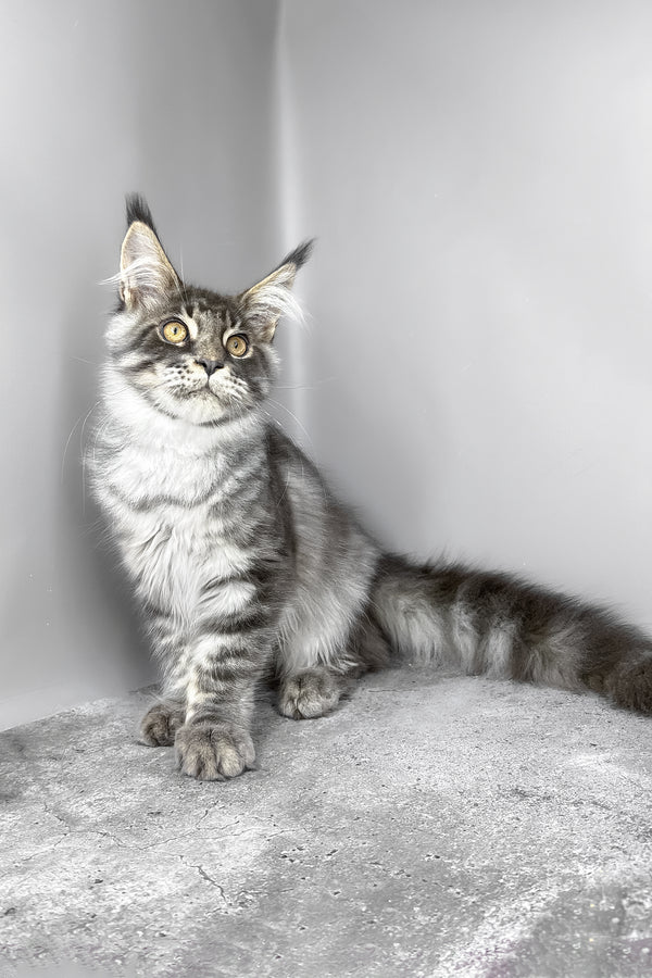 Whisky | Maine Coon Kitten