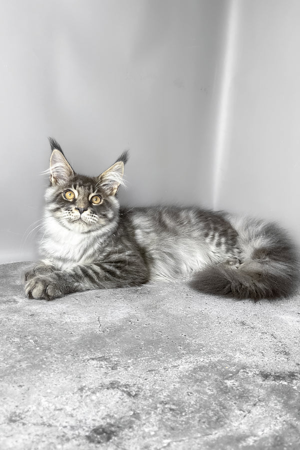 Whisky | Maine Coon Kitten