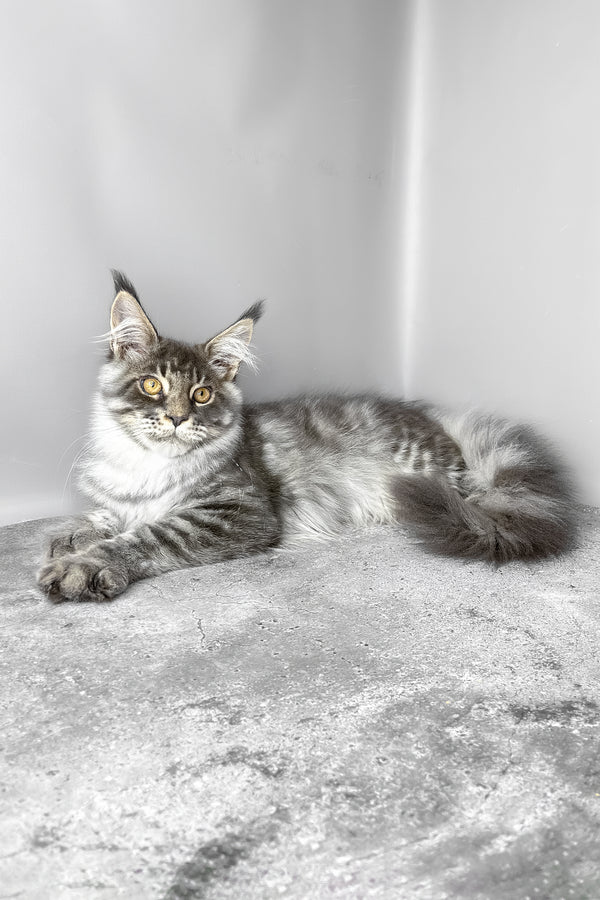 Whisky | Maine Coon Kitten