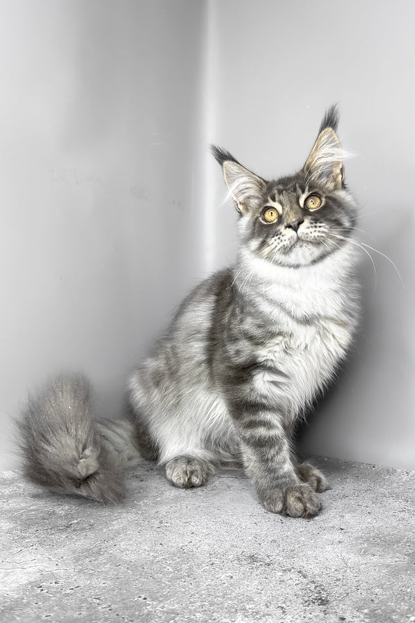 Whisky | Maine Coon Kitten