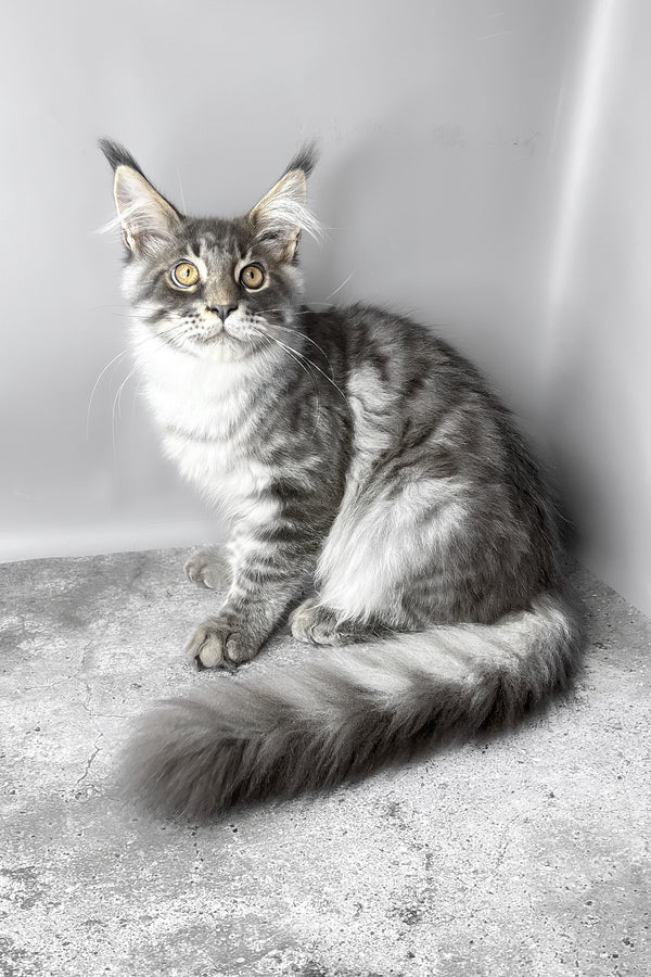 Whisky | Maine Coon Kitten