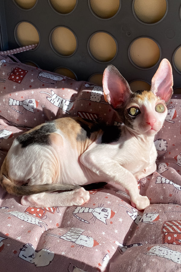 Whisper | Cornish Rex Kitten