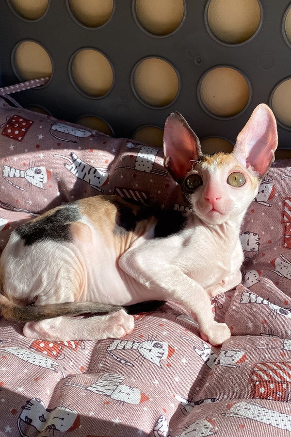 Whisper | Cornish Rex Kitten