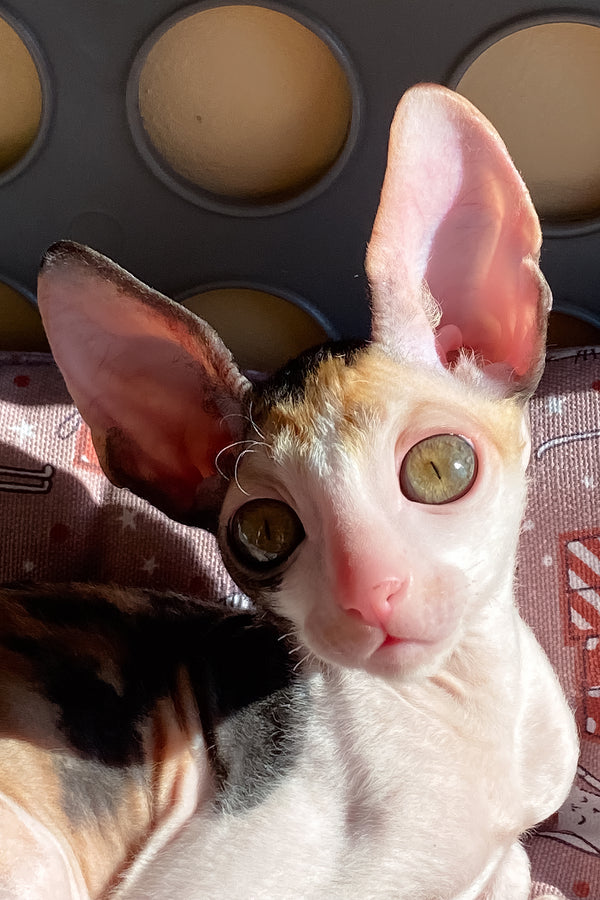 Whisper | Cornish Rex Kitten