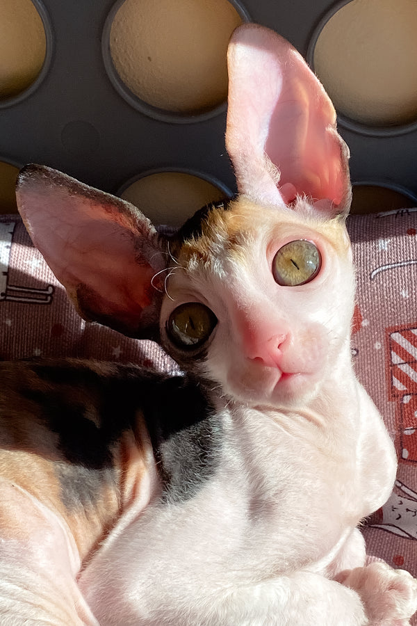 Whisper | Cornish Rex Kitten