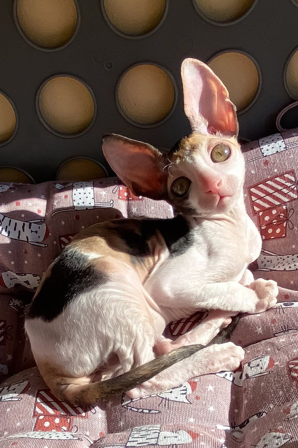 Whisper | Cornish Rex Kitten