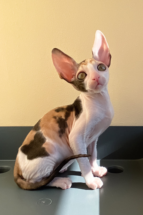 Whisper | Cornish Rex Kitten