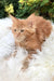 Whitney | Maine Coon Kitten