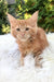 Whitney | Maine Coon Kitten