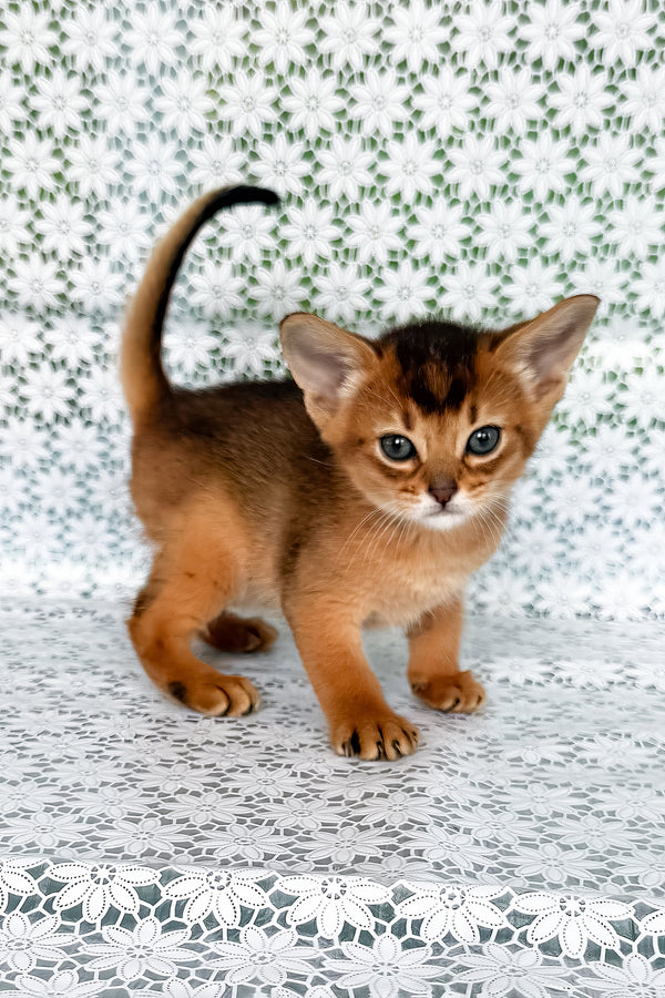 Whitney | Abyssinian Kitten