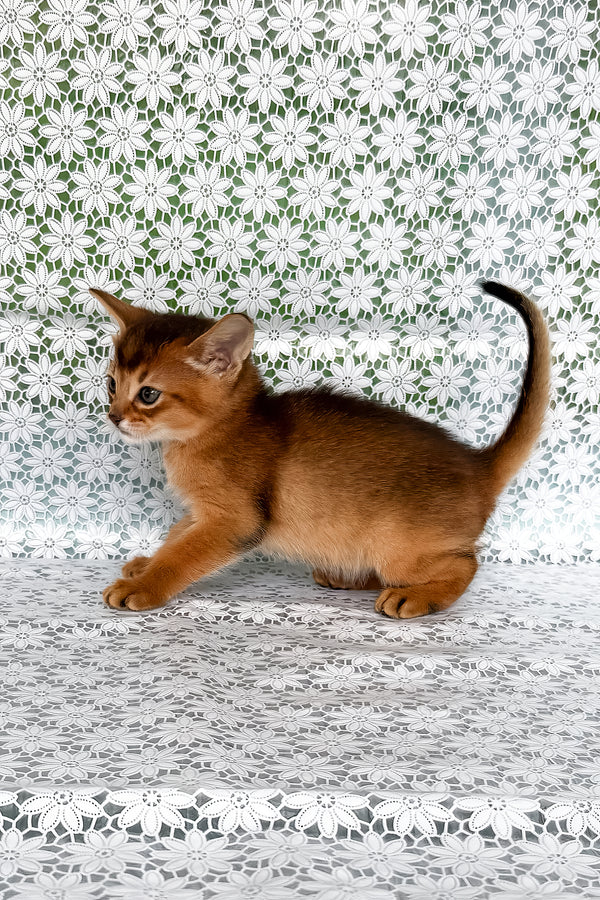 Whitney | Abyssinian Kitten