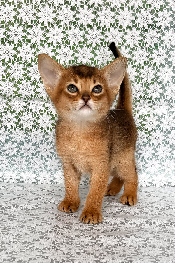 Whitney | Abyssinian Kitten