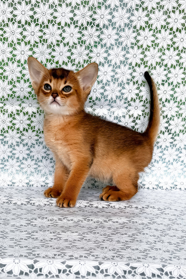 Whitney | Abyssinian Kitten