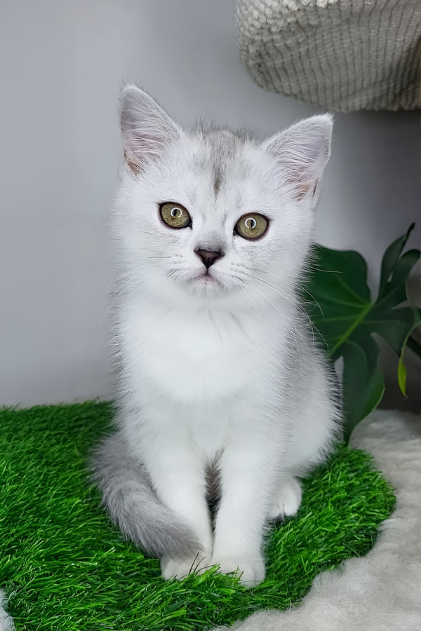 Whitney | Scottish Straight Kitten