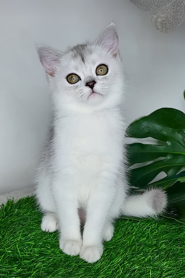 Whitney | Scottish Straight Kitten