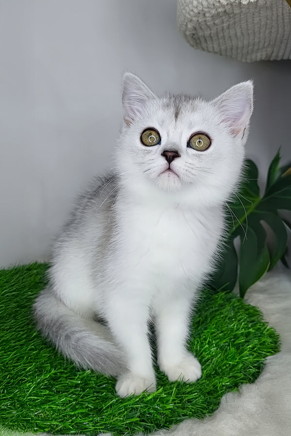 Whitney | Scottish Straight Kitten