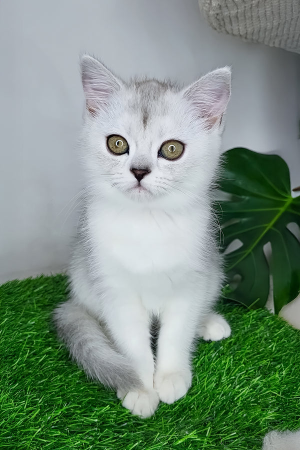 Whitney | Scottish Straight Kitten