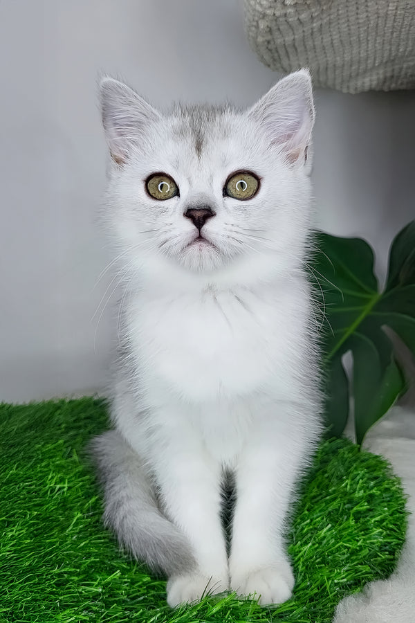 Whitney | Scottish Straight Kitten