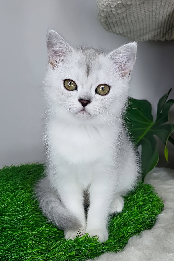 Whitney | Scottish Straight Kitten