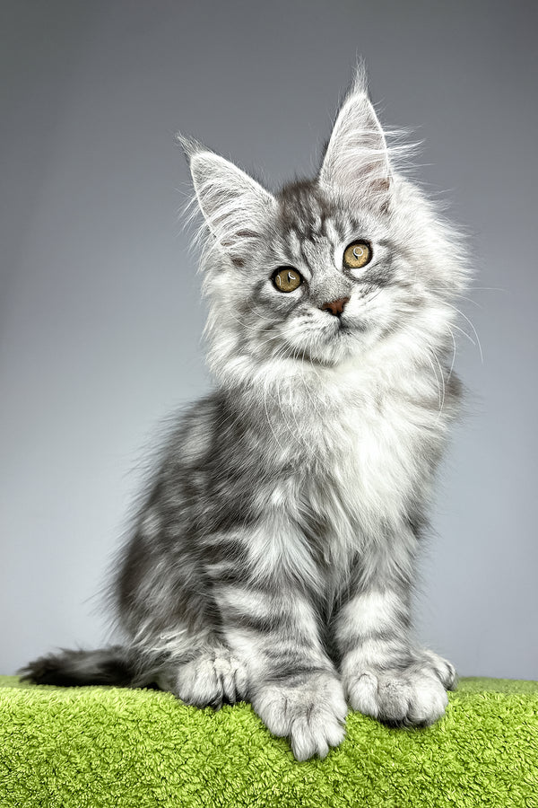Will | Polydactyl Maine Coon Kitten