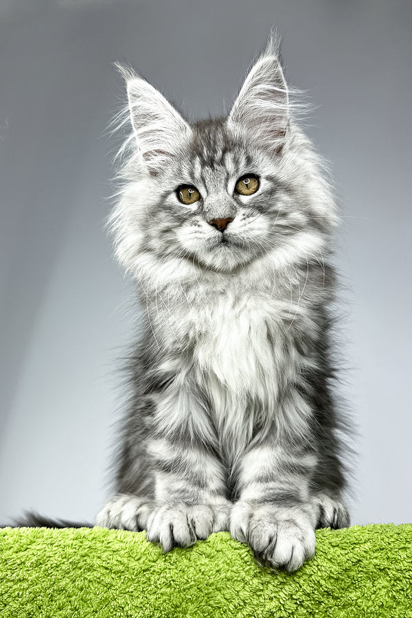 Will | Polydactyl Maine Coon Kitten