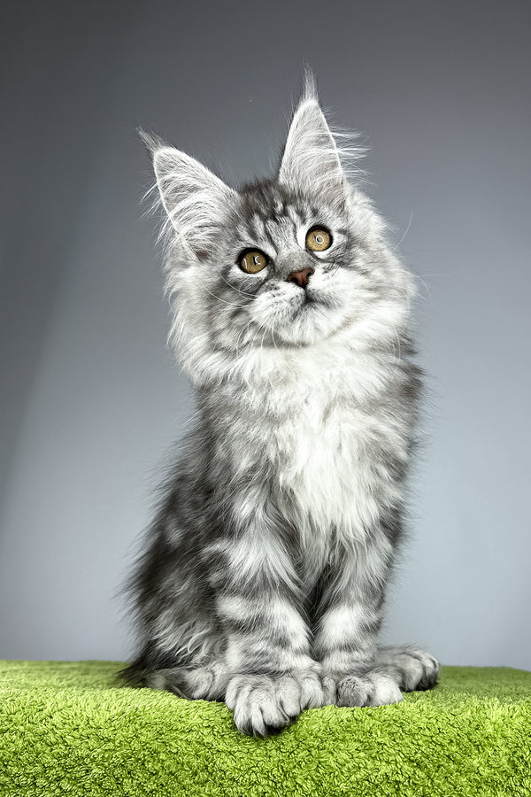 Will | Polydactyl Maine Coon Kitten