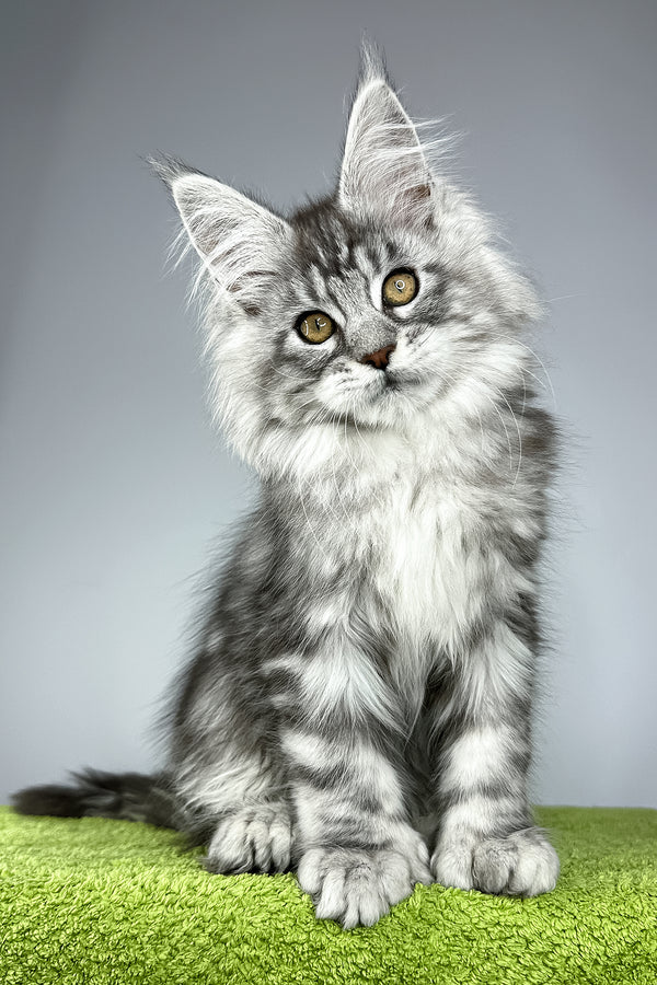 Will | Polydactyl Maine Coon Kitten
