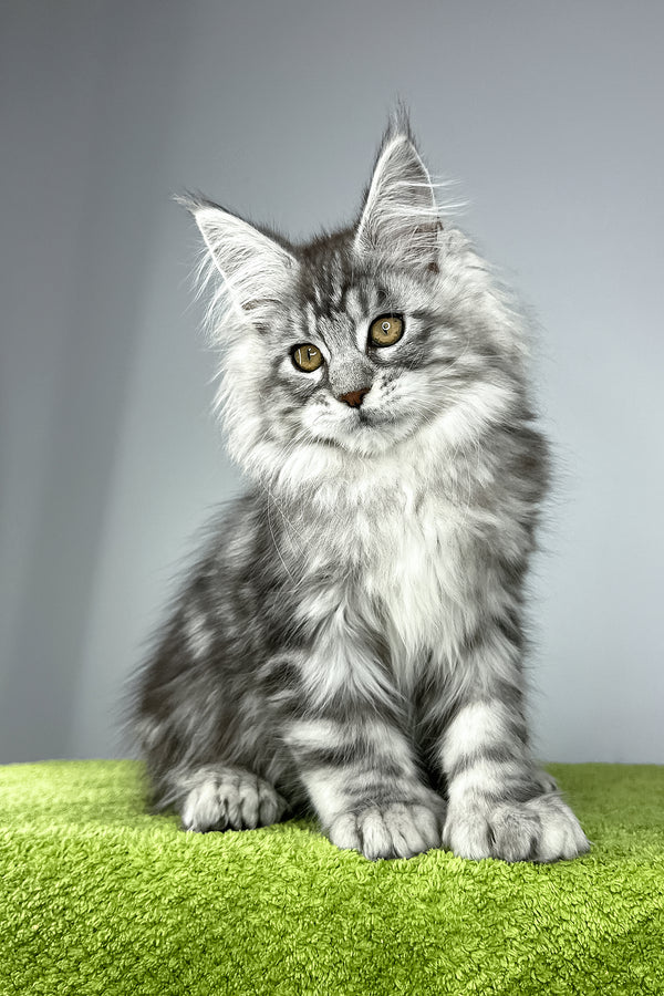 Will | Polydactyl Maine Coon Kitten
