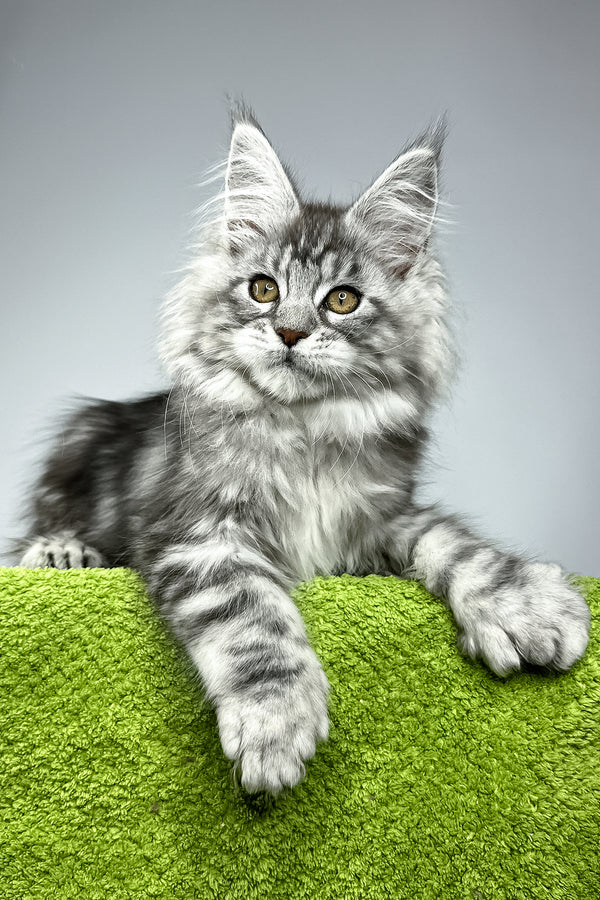 Will | Polydactyl Maine Coon Kitten