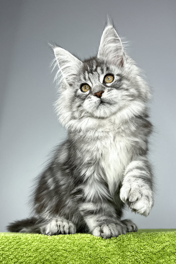 Will | Polydactyl Maine Coon Kitten